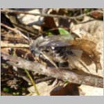 Andrena-vaga mit Stylops 02.jpg